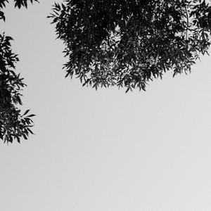 精品大香伊蕉在人线APP大全
